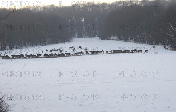 Red deer (Cervus elaphus) Fallow deer (Dama dama) and mouflon (Ovis aries musimon) feeding in the