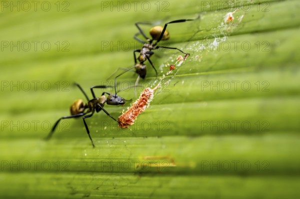 Two ants on a leaf, Corcovado National Park, Osa Peninsula, Puntarena Province, Costa Rica, Central
