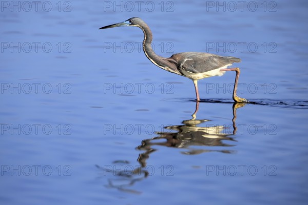 Tricoloured Heron (Egretta tricolor), adult, in the water, foraging, Merritt Island, Black Point