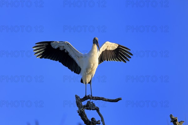 Wood stork (Mycteria americana), adult, on wait, spreading wings, St. Augustine, Florida, USA,