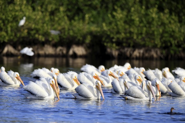 Rhinoceros Pelican (Pelecanus erythrorhynchos), adult, group, in water, fishing, wintering,