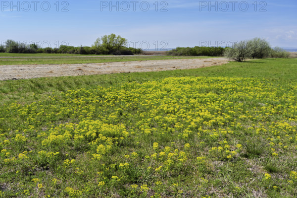 Field of flowering cypresses, spurge (Euphorbia cyparissias), Lake Neusiedl National Park,