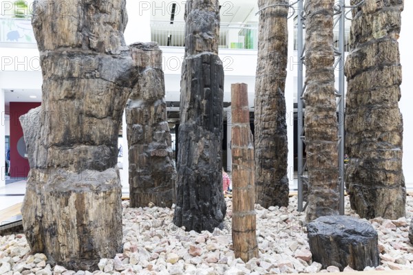 Petrified forest in the Tietz atrium, Chemnitz Natural History Museum, Saxony, Germany, Europe
