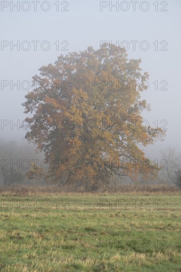 English oak (Quercus robur), solitary tree in a meadow, with yellow leaves in autumn, fog,