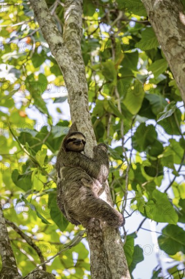 Brown-throated sloth (Bradypus variegatus) with young in a tree, Cahuita National Park, Costa Rica,