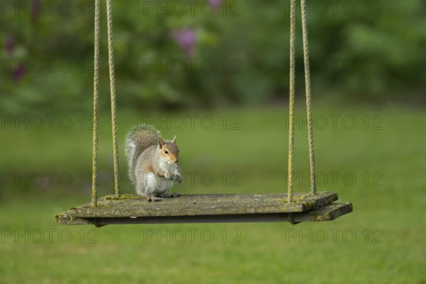 Grey squirrel (Sciurus carolinensis) adult animal on a garden swing, England, United Kingdom,