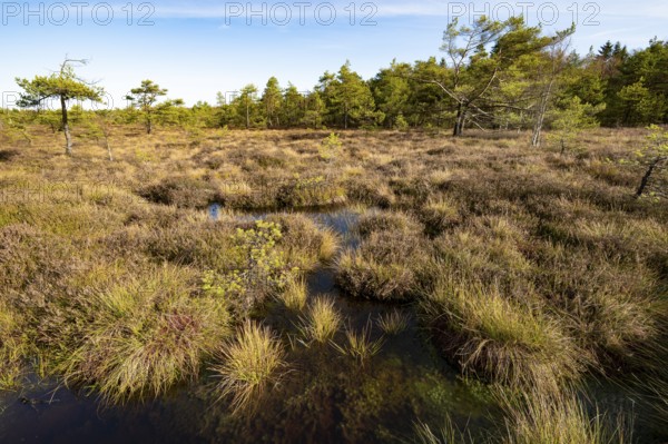 High moor Black Moor, blue sky and white clouds, near Fladungen, Bavarian Rhön Biosphere Reserve,