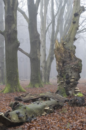 Old copper beeches (Fagus sylvatica) with tinder fungus (Fomes fomentarius) in the fog, Emsland,