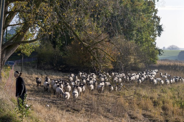 A flock of black-headed sheep (Ovis gmelini aries) follow the young shepherdess to another pasture,