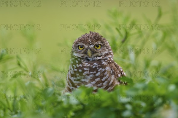 Burrowing owl (Speotyto cunicularia), sitting in a meadow, Pembroke Pines, Florida, USA, North