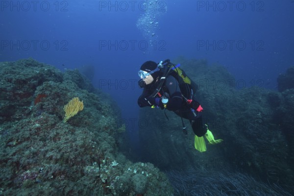 Diver with equipment looking at a solitary yellow gorgonian (Eunicella cavolinii) in an otherwise