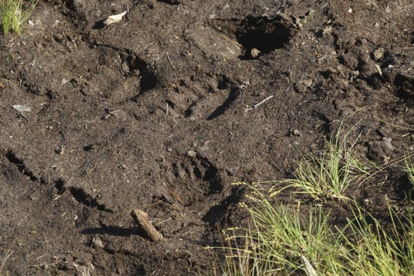 European brown bear (Ursus arctos) paw prints in soft ground, Lapland, Norway, Europe