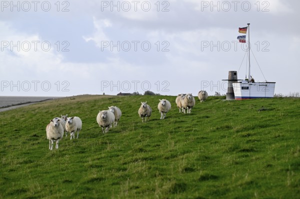 Sheep on a dyke, Pellworm Island, Schleswig-Holstein Wadden Sea National Park, North Frisia,