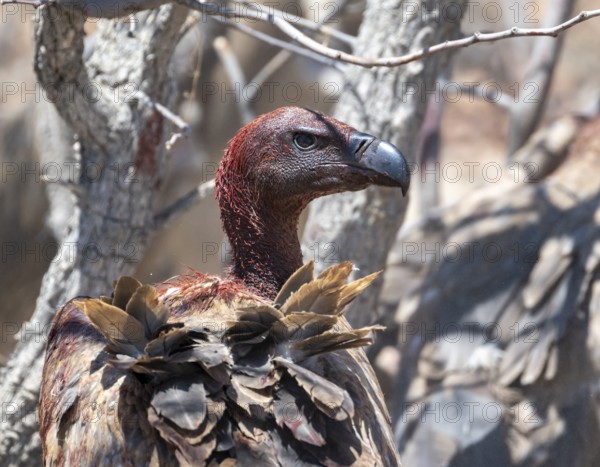 White-backed vulture (Gyps africanus) with bloody head, animal portrait, at the carcass of a dead