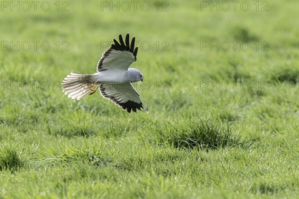 Hen harrier (Circus cyaneus), Emsland, Lower Saxony, Germany, Europe