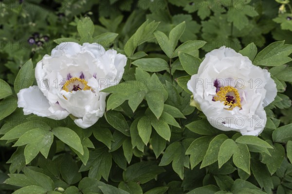 Shrub peony (Paeonia suffruticosa Dojean), Emsland, Lower Saxony, Germany, Europe