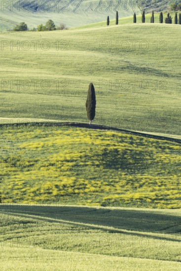 Landscape at sunrise around Pienza, Val d'Orcia, Orcia Valley, UNESCO World Heritage Site, Province
