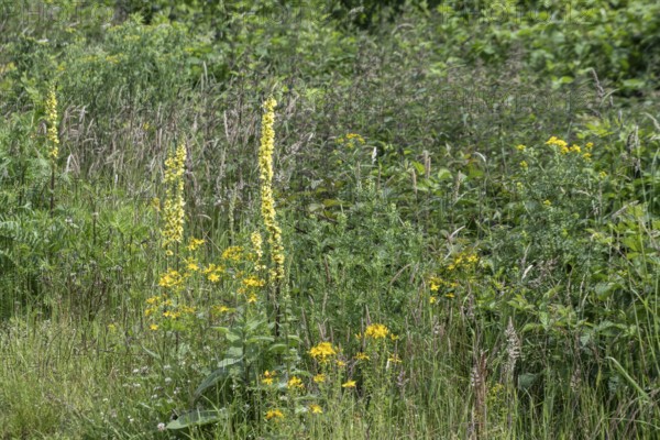 Dark mullein (Verbascum nigrum), Emsland, Lower Saxony, Germany, Europe