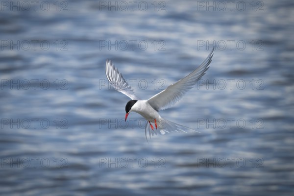 Arctic Arctic Tern (Sterna paradisea) in flight, Wadden Sea, North Frisia, Schleswig-Holstein,