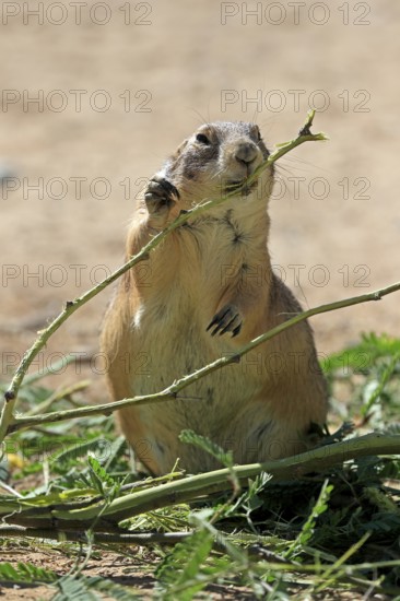 Black-tailed prairie dog (Cynomys ludovicianus), adult, feeding, foraging, Sonoran Desert, Arizona,