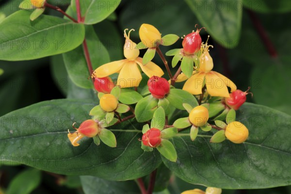 Sweet-amber (Hypericum androsaemum), flower, flowering, fruit, Germany, Europe