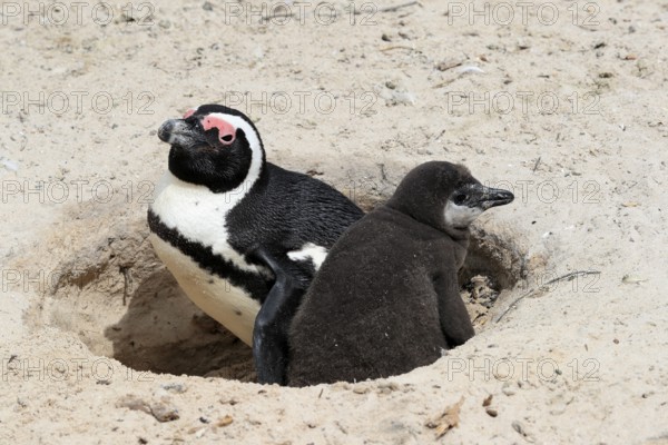 African penguin (Spheniscus demersus), adult with young, at the nest, Boulders Beach, Simonstown,