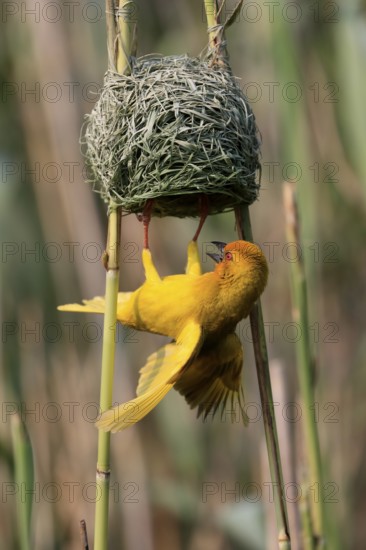 Eastern golden weaver (Ploceus subaureus), adult, male, at the nest, mating, Saint Lucia Estuary,