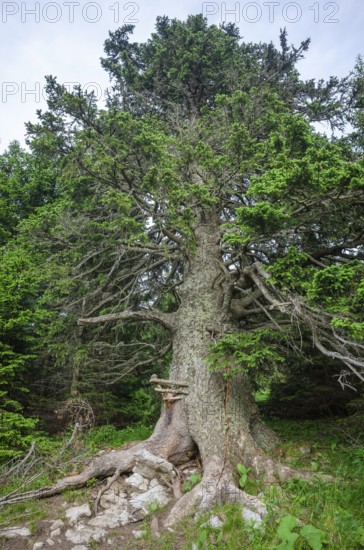 Old spruce with a lickstone, Gloggnitzerhütte on the Rax, Schwarzau im Gebirge, Lower Austria,