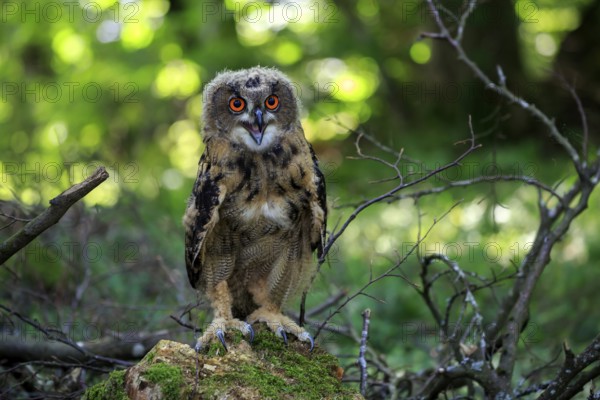 Eurasian Eagle-owl (Bubo bubo), juvenile, subadult, sitting on rocks, alert, calling, Eifel,