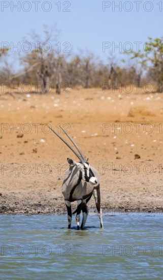 Gemsbok (Oryx gazella) standing in the water, waterhole in dry savannah with orange-coloured sand,