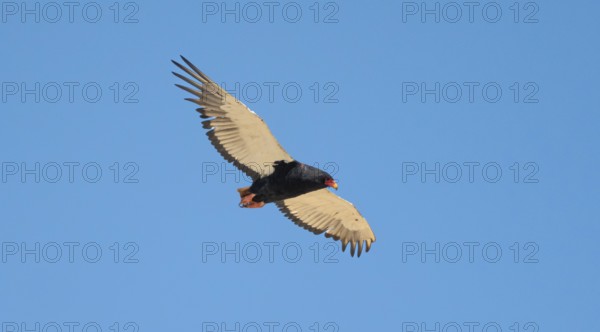 Bateleur (Terathopius ecaudatus), adult, in flight against a blue sky, Etosha National Park,