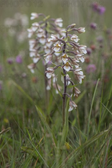 Marsh helleborine (Epipactis palustris), Emsland, Lower Saxony, Germany, Europe