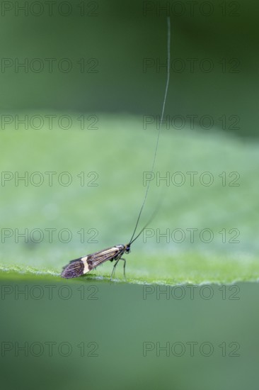 Longhorn butterfly (Nemophora degeerelle), Emsland, Lower Saxony, Germany, Europe