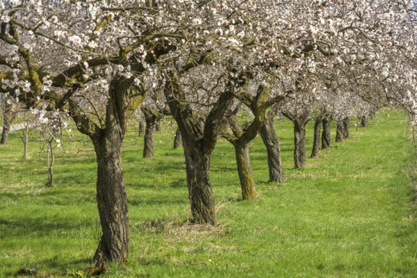 Old apricot trees in bloom, Paudorf, Lower Austria, Austria, Europe
