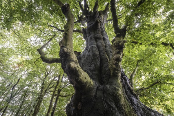 Old copper beech (Fagus sylvatica), Emsland, Lower Saxony, Germany, Europe