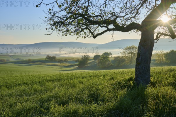 A peaceful landscape with green fields, hills and trees at sunrise with light fog, Mönchberg,