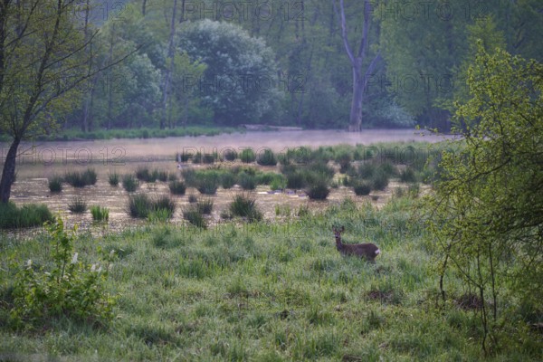 A deer stands on a green meadow next to a lake in a foggy forest in the early morning, Erlensee,