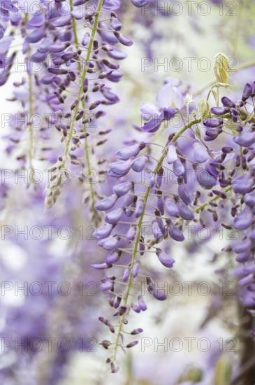 Wisterias (Wisteria) hanging down, lilac-coloured, close-up, background blurred white, Dortmund,