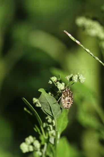 Bug in a garden, summer, Germany, Europe