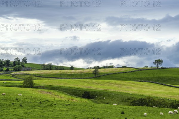 Sheeps and Farms in Yorkshire Dales National Park, North Yorkshire, England, United Kingdom, Europe
