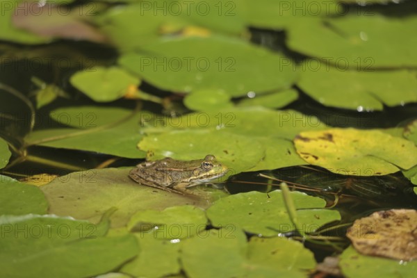 Water frog (Rana esculenta)