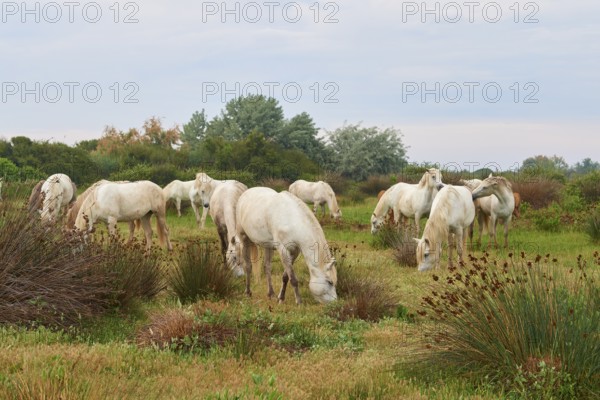 White Camargue horse herd grazing in a meadow, Summer, Camargue, France, Europe