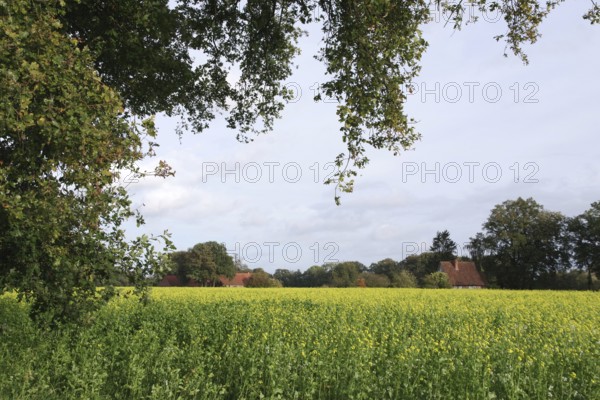 Landscape, White mustard (Sinapis alba), Field, colourful, Autumn, Agriculture, Germany, Colourful