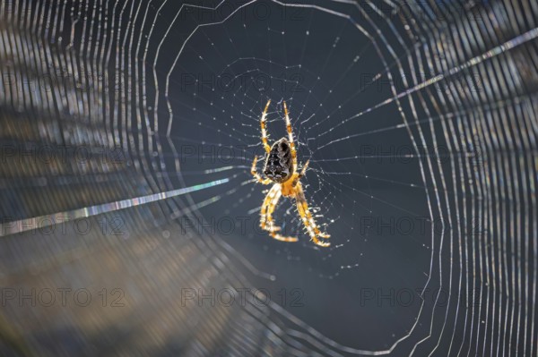Cross spider (Araneus), garden cross spider (Araneus diadematus) wheel web, garden cross spider,