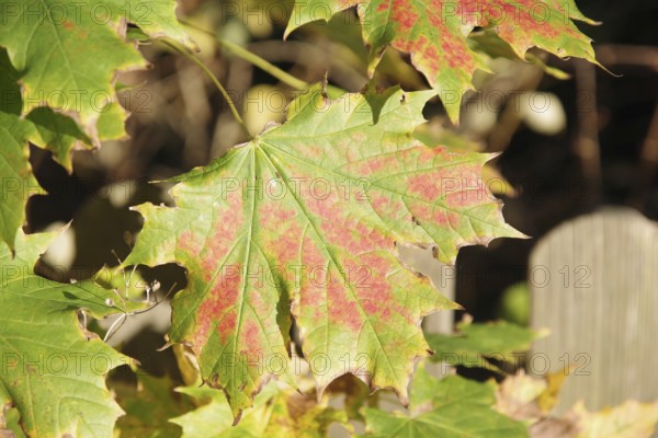 Norway maple (Acer platanoides), deciduous leaf, coloured, autumn, beautiful, close-up of an