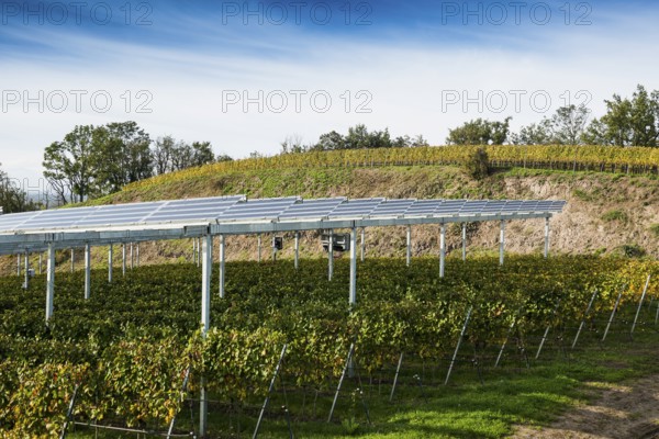 Solar plant in the vineyard, solar cells, solar modules, solar power plant, photovoltaic plant,
