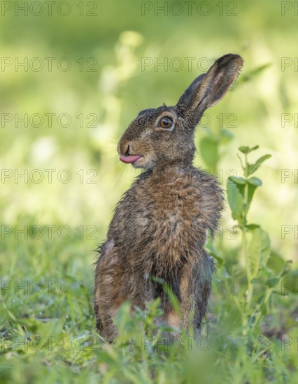 European hare (Lepus europaeus) with wet fur sitting in a field, tongue visible, wildlife,