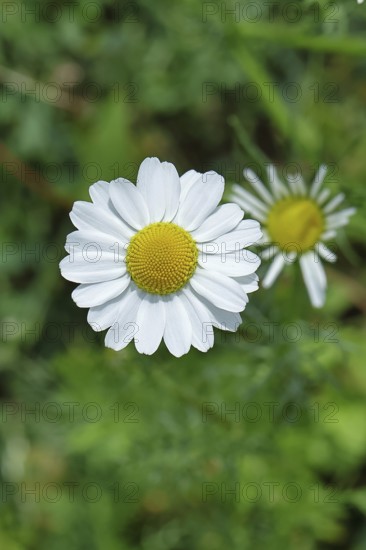 Matricaria chamomilla (Matricaria chamomilla), flowers, medicinal plant, Wilnsdorf North