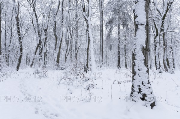 Snow-covered deciduous forest in winter, Hainich National Park, Thuringia, Germany, Europe