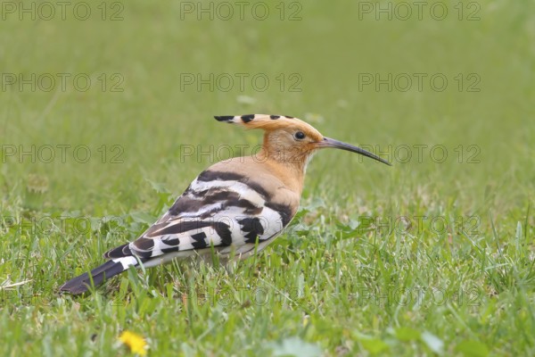 Hoopoe (Upupa epops) sitting in the grass, wildlife, animals, birds, migratory bird, Siegerland,